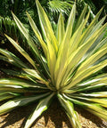 Giant False Agave, Variegated (Furcraea foetida) from Bird of Paradise USA 04