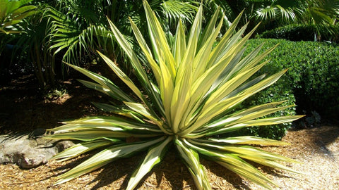 Giant False Agave, Variegated (Furcraea foetida) from Bird of Paradise USA 04