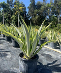 Giant False Agave, Variegated (Furcraea foetida) from Bird of Paradise USA 03