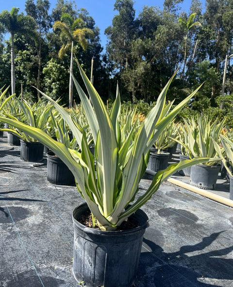 Giant False Agave, Variegated (Furcraea foetida) from Bird of Paradise USA 03