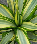 Giant False Agave, Variegated (Furcraea foetida) from Bird of Paradise USA 05