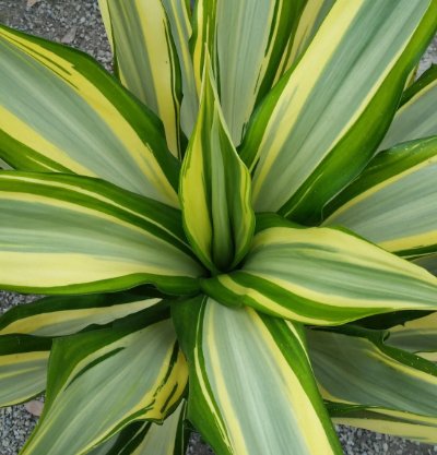 Giant False Agave, Variegated (Furcraea foetida) from Bird of Paradise USA 05