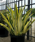 Giant False Agave, Variegated (Furcraea foetida) from Bird of Paradise USA 06