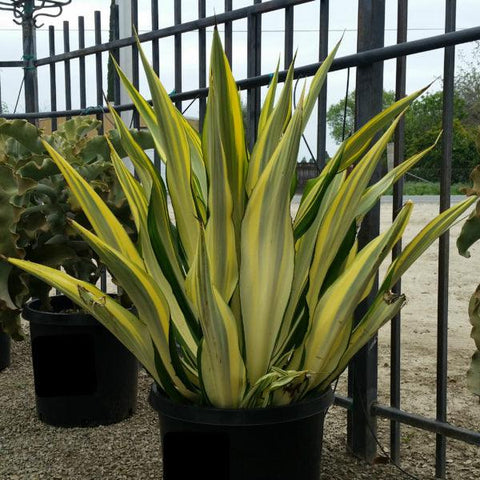 Giant False Agave, Variegated (Furcraea foetida) from Bird of Paradise USA 06