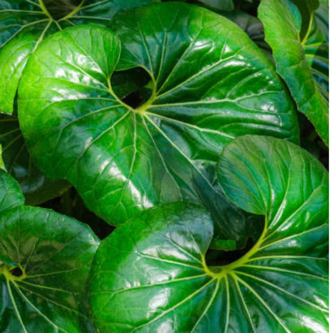 leopard plant indoor Giant Leopard Plant for Sale