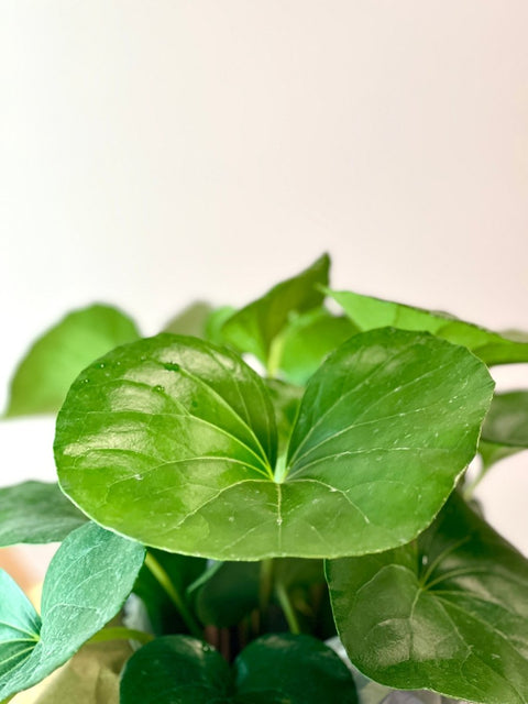 giant leopard plant indoor care Giant Leopard Plant for Sale