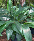 Ginger Shell Green (Alpinia zerumbet) from Bird of Paradise USA 03