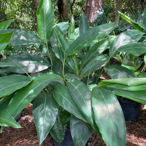 Ginger Shell Green (Alpinia zerumbet) from Bird of Paradise USA 03