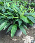Ginger Shell Green (Alpinia zerumbet) from Bird of Paradise USA 01
