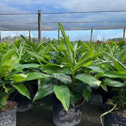 Ginger Shell Green (Alpinia zerumbet) from Bird of Paradise USA 04