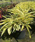 Ginger Shell Varigated (Alpinia zerumbet 'Variegata') from Bird of Paradise USA 03