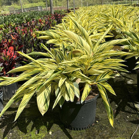 Ginger Shell Varigated (Alpinia zerumbet 'Variegata') from Bird of Paradise USA 03
