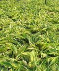 Ginger Shell Varigated (Alpinia zerumbet 'Variegata') from Bird of Paradise USA 04