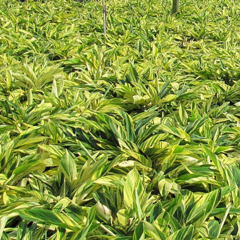 Ginger Shell Varigated (Alpinia zerumbet 'Variegata') from Bird of Paradise USA 04