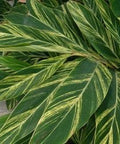 Ginger Shell Varigated (Alpinia zerumbet 'Variegata') from Bird of Paradise USA 06