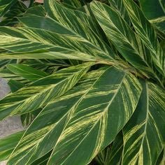 Ginger Shell Varigated (Alpinia zerumbet 'Variegata') from Bird of Paradise USA 06