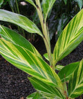 Ginger Shell Varigated (Alpinia zerumbet 'Variegata') from Bird of Paradise USA 05