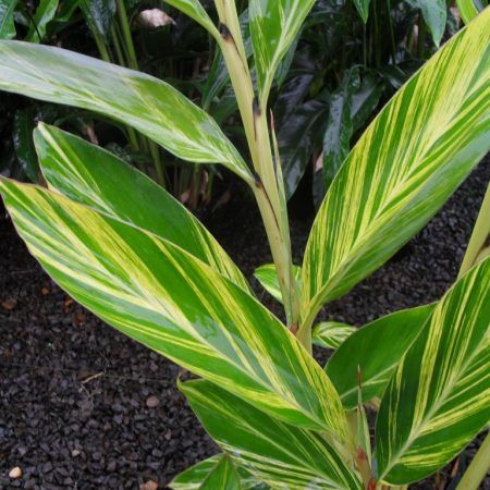 Ginger Shell Varigated (Alpinia zerumbet 'Variegata') from Bird of Paradise USA 05