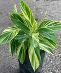 Ginger Shell Varigated (Alpinia zerumbet 'Variegata') from Bird of Paradise USA 02