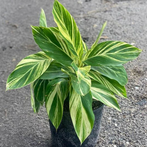 Ginger Shell Varigated (Alpinia zerumbet 'Variegata') from Bird of Paradise USA 02