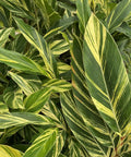 Ginger Shell Varigated (Alpinia zerumbet 'Variegata') from Bird of Paradise USA 01