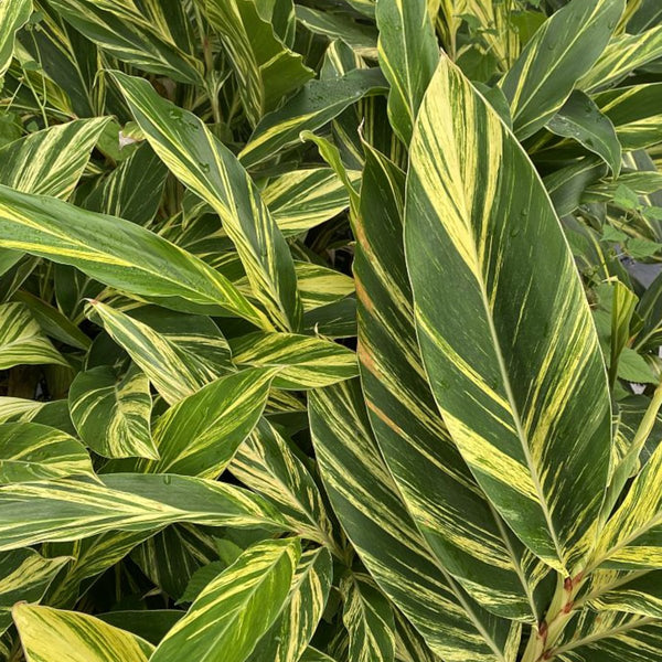Ginger Shell Varigated (Alpinia zerumbet 'Variegata')