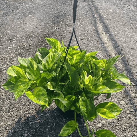 golden pothos for sale Golden Pothos for Sale