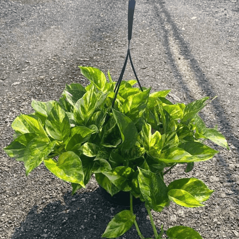 Golden Pothos (Epipremnum Aureum 'Marble Queen') - Bird of Paradise USA - 1 Gallon