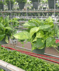 Golden Pothos (Epipremnum Aureum 'Marble Queen') - Bird of Paradise USA - 1 Gallon