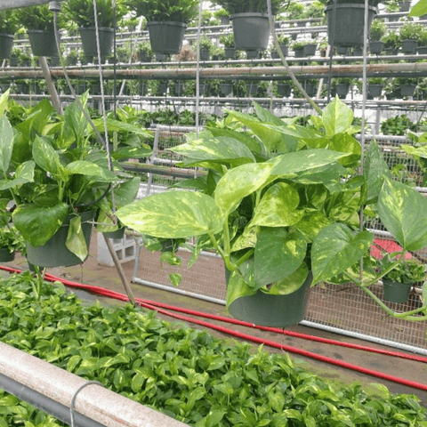 Golden Pothos (Epipremnum Aureum 'Marble Queen') - Bird of Paradise USA - 1 Gallon