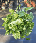 Golden Pothos (Epipremnum Aureum 'Marble Queen') - Bird of Paradise USA - 1 Gallon