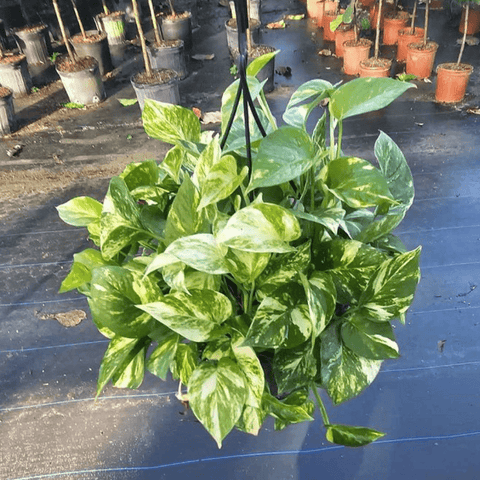 Golden Pothos (Epipremnum Aureum 'Marble Queen') - Bird of Paradise USA - 1 Gallon