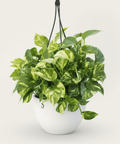 Golden Pothos (Epipremnum Aureum 'Marble Queen') - Bird of Paradise USA - 3 Gallon