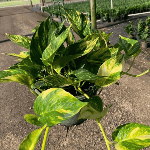 Golden Pothos (Epipremnum Aureum 'Marble Queen') - Bird of Paradise USA - 3 Gallon