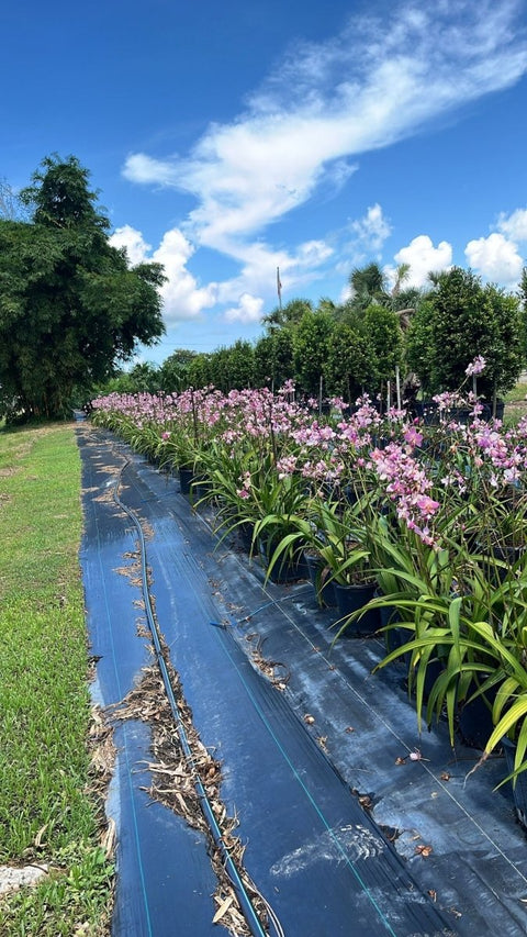 Ground Orchid - Bird of Paradise USA -