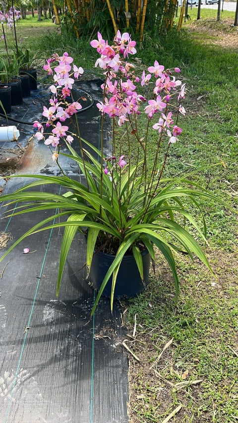 Ground Orchid - Bird of Paradise USA -