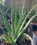 Hedgehog Aloe (Aloe Humilis Echinata) from Bird of Paradise USA 02