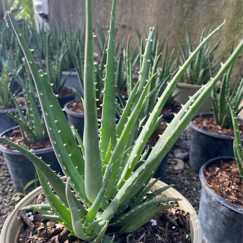 Hedgehog Aloe (Aloe Humilis Echinata) from Bird of Paradise USA 02