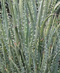 Hedgehog Aloe (Aloe Humilis Echinata) from Bird of Paradise USA 04