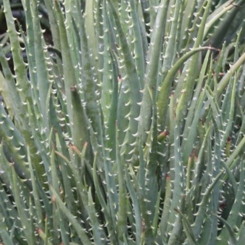 Hedgehog Aloe (Aloe Humilis Echinata) from Bird of Paradise USA 04