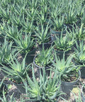 Hedgehog Aloe (Aloe Humilis Echinata) from Bird of Paradise USA 03