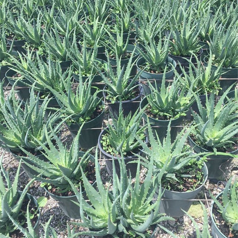 Hedgehog Aloe (Aloe Humilis Echinata) from Bird of Paradise USA 03