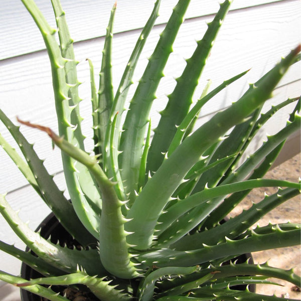 Hedgehog Aloe (Aloe Humilis Echinata)