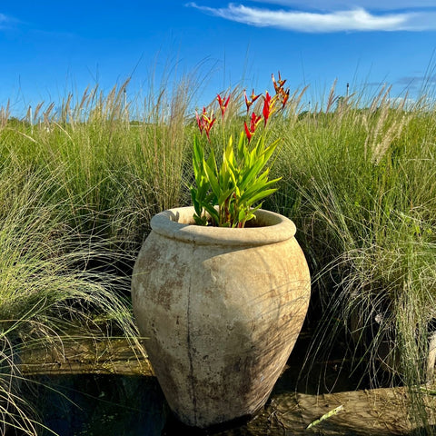 Heliconia 'Choconiana' (Heliconia psittacorum) from Bird of Paradise USA 04