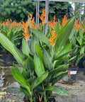 Heliconia 'Choconiana' (Heliconia psittacorum) from Bird of Paradise USA 05