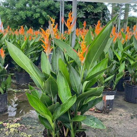 Heliconia 'Choconiana' (Heliconia psittacorum) from Bird of Paradise USA 05