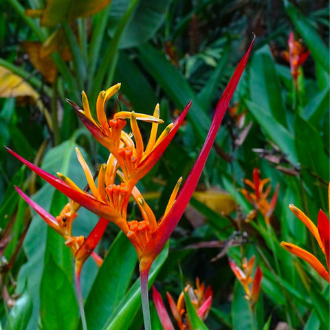 Heliconia 'Choconiana' (Heliconia psittacorum) from Bird of Paradise USA 02