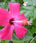 Hibiscus Bush Painted Lady (Hibiscus rosa-sinensis) - Bird of ParadiseUSA - Grower's Pick 25-30"