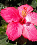 Hibiscus Bush Painted Lady (Hibiscus rosa-sinensis) - Bird of ParadiseUSA - Medium 18" 3 Gallon