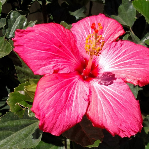 Hibiscus Bush Painted Lady (Hibiscus rosa-sinensis) - Bird of ParadiseUSA - Medium 18" 3 Gallon
